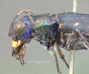 Media type: image;   Entomology 14 Aspect: head lateral view